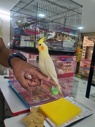 Arav Pet shop | Persian kittens | Guinea pig | Hamster | Rabbits | Hand tame birds