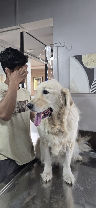 Animal Medical Services